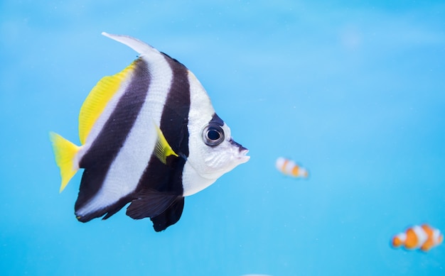 Peixe-borboleta lindo sobre fundo azul