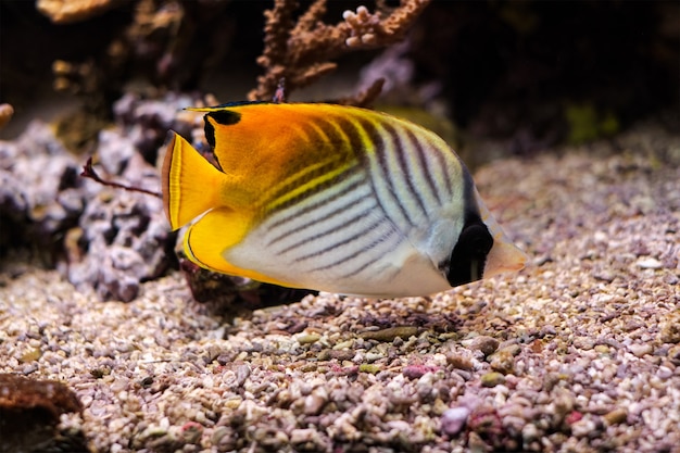 Peixe-borboleta Threadfin chaetodon auriga peixe subaquático no mar