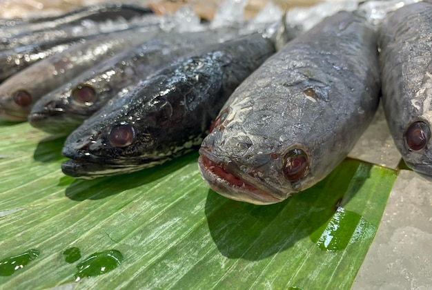 Peixe cabeça de cobra Channa striata na folha de bananeira