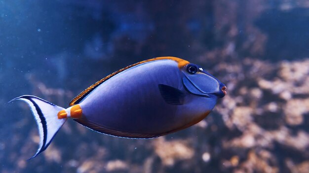 Peixe Caesio teres Vista subaquática de perto de animais tropicais Vida no oceano