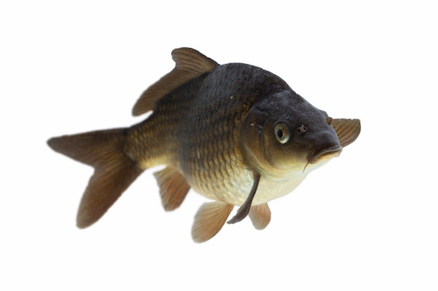 Peixe carpa isolado no fundo branco