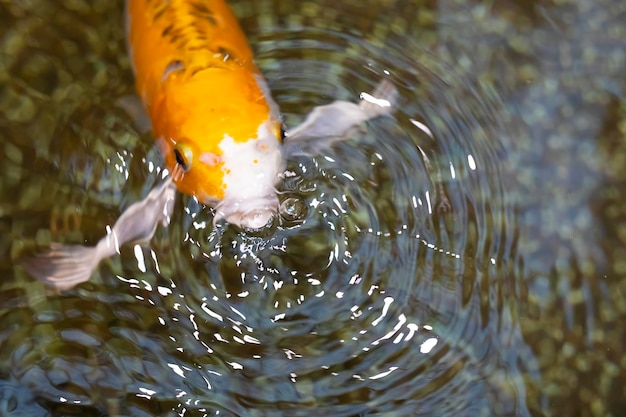 Peixe carpa koi chique nadando em uma lagoa