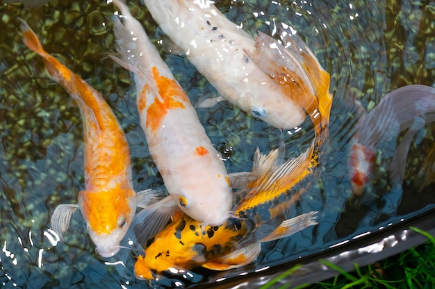 Peixe carpa koi chique nadando em uma lagoa