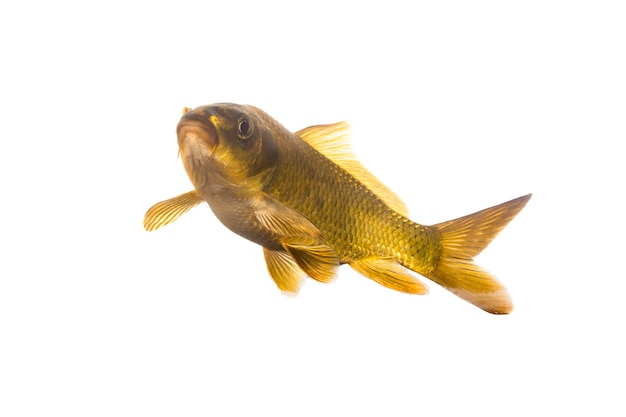 peixe carpa koi dourado isolado no fundo branco