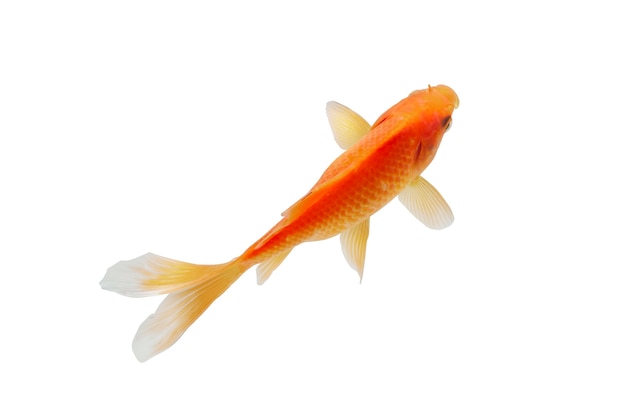 Peixe carpa koi super vermelho isolado no fundo branco