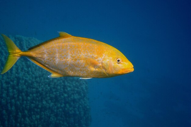 Peixe cavala amarelo limão