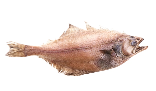 Foto peixe chato ou solha (pleuronectidae), também conhecido como solha, solha, linguado ou solha, isolado no branco. lado superior.