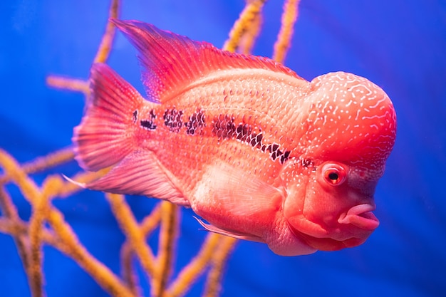 Peixe-chifre de flores contra o fundo de corais no aquário