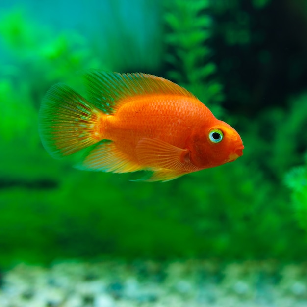 Peixe ciclídeo papagaio de sangue vermelho no aquário