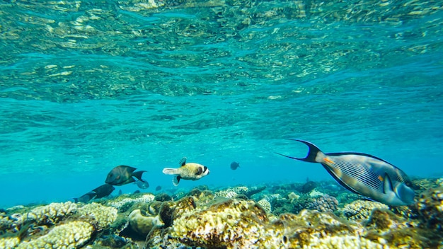 Peixe cirurgião Sohal no Mar Vermelho nada em águas rasas na praia.