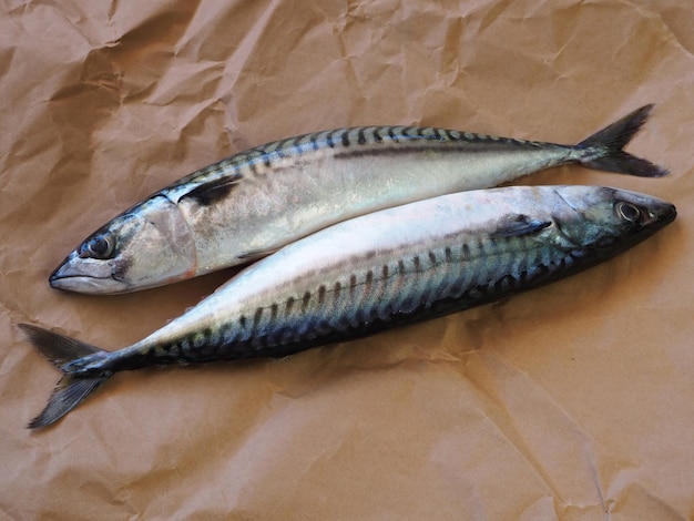 Peixe cru fresco duas cavalas