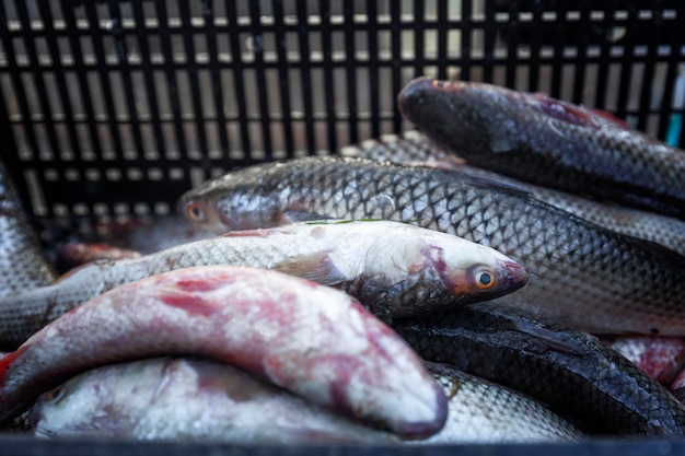 Foto peixe cru fresco em um recipiente no mercado alimentos dietéticos saudáveis closeup