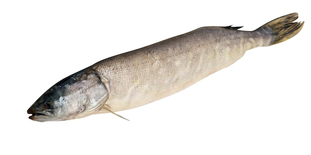 Peixe cru isolado no branco