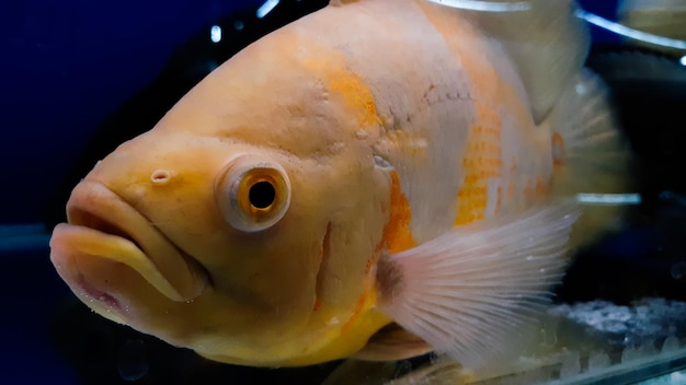 Peixe de aquário Astronotus é um gênero de peixe da família Cichlidae Existem duas espécies neste gênero ambas encontradas na América do Sul