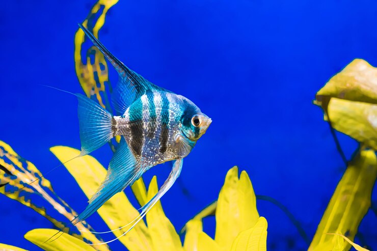 Foto peixe de aquário listrado peixe-anjo em fundo azul com algas verde-amarelo em close-up