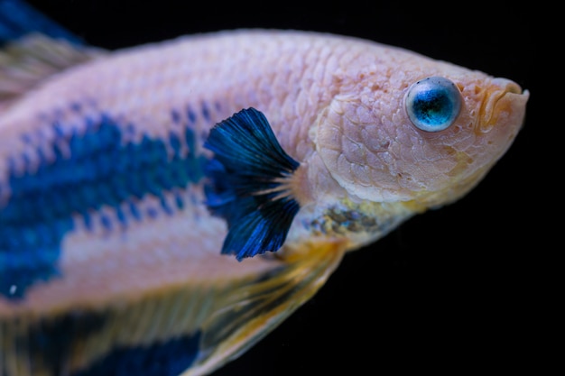 Peixe de combate (Betta splendens)