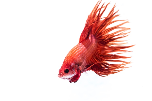 Peixe de combate (Betta splendens)