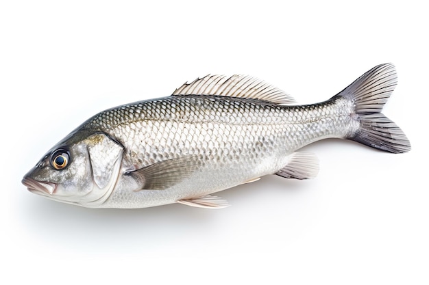 Peixe de mar recém-capturado em fundo branco