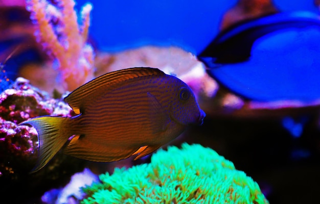 Peixe de olho azul, dente de cerda de duas manchas - Ctenochaetus binotatus