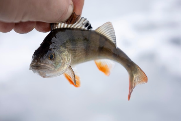 Peixe de poleiro de rio na mão. Pesca de inverno.