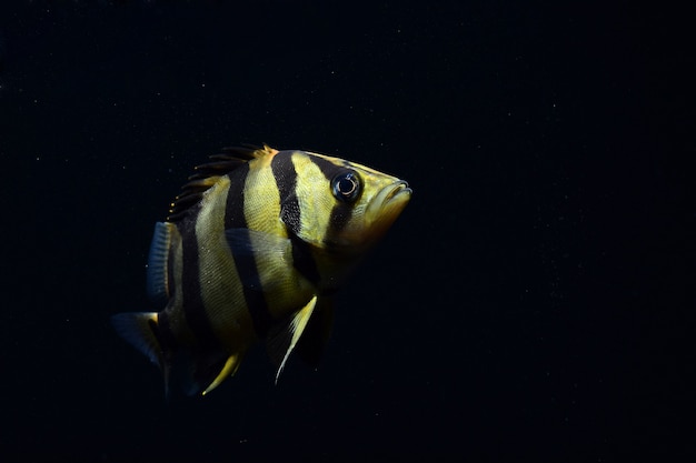 PEIXE DE TIGRE SIAMENSE