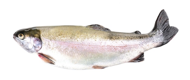 Peixe de truta fresco isolado em branco