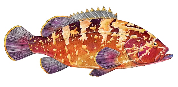 Peixe desenhado à mão em aquarela e tinta Frutos do mar deliciosos Ideal para um menu de restaurante ou rótulo de produto