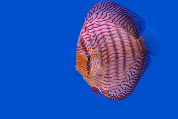 Peixe disco isolado em um fundo azul