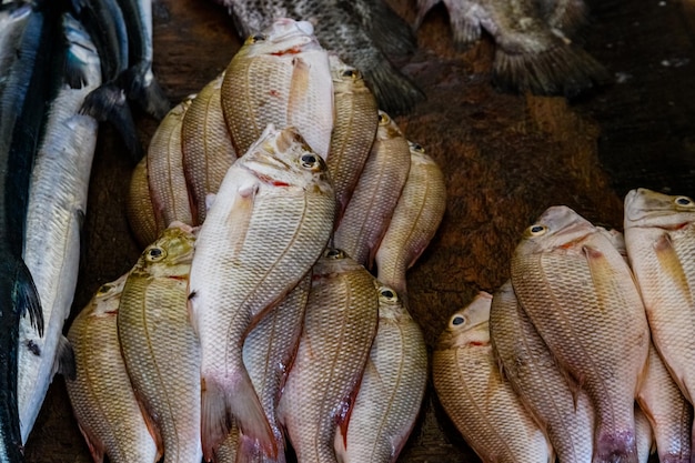 Peixe Dorado à venda no mercado de peixe