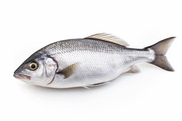 Peixe dorado cru fresco em fundo branco