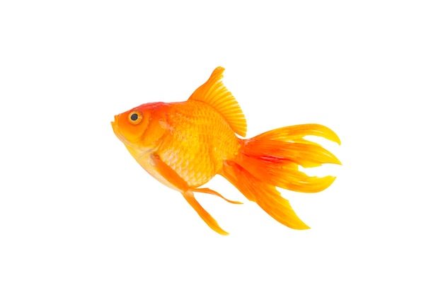 Foto peixe dourado asiático isolado no fundo branco com traçado de recorte