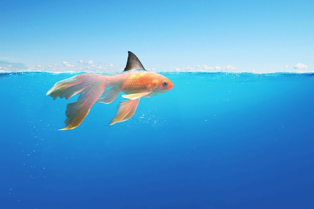 Peixe dourado com barbatana de tubarão flutuando no oceano debaixo d'água conceito de visão de negócios ambicioso e ousado esteja com fome