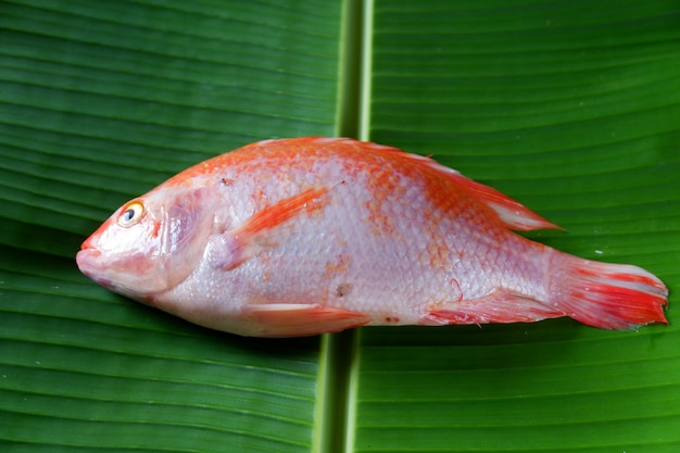 Peixe dourado isolado em fundo de folha de bananeira