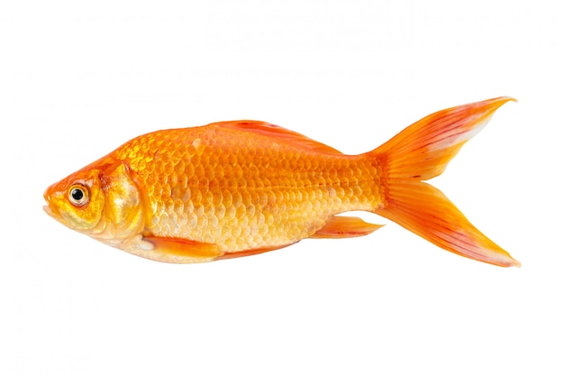 Peixe dourado isolado em um fundo branco.