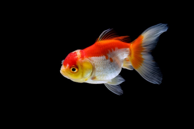 Peixe dourado isolado em um fundo preto escuro