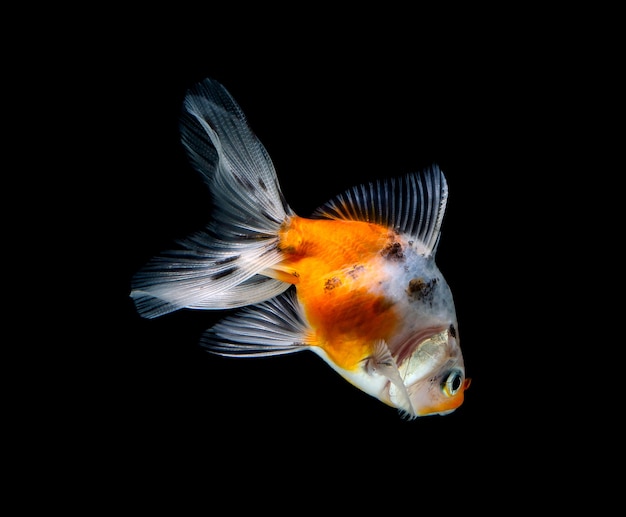 Peixe dourado isolado em um fundo preto escuro