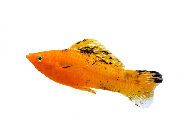 Peixe dourado isolado no branco