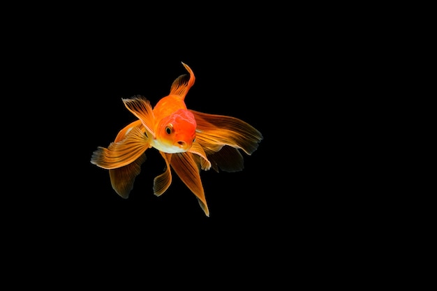 Peixe dourado isolado no preto