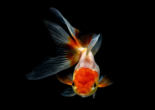 Foto peixe dourado no escuro
