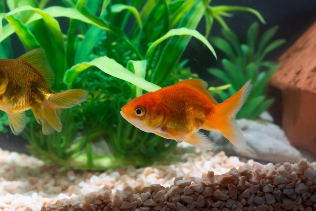 Peixe dourado ou peixinho dourado flutuando debaixo d'água em um tanque de aquário fresco