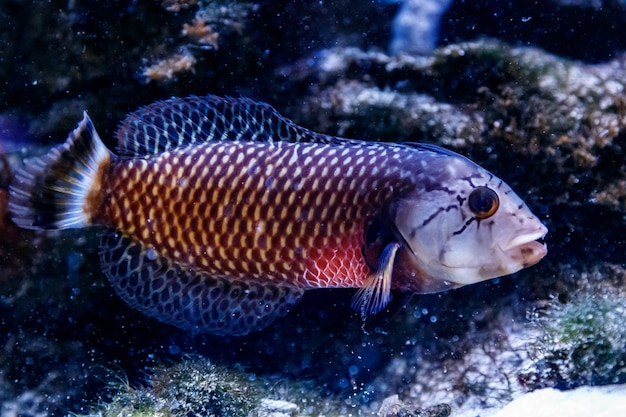 Peixe dragão Guban Novaculichthys taeniourus