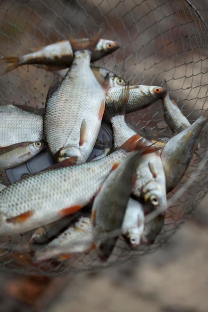 Peixe em uma cesta depois da pesca