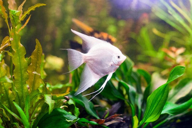 Peixe escalar branco na água Foto de alta resolução