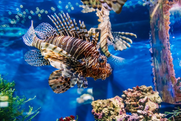 Peixe exótico tropical peixe-leão vermelho Pterois volitans nada em um aquário