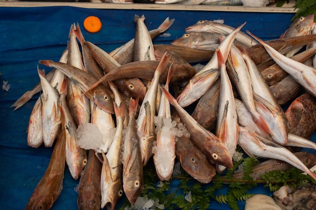 Peixe fresco à venda no mercado de peixe