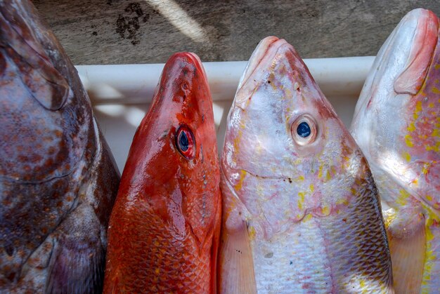 Peixe fresco cru na peixaria