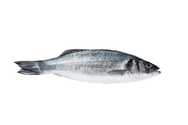 Peixe fresco cru robalo na mesa da cozinha isolado no fundo branco