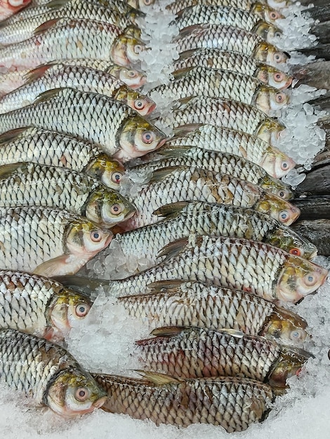 Foto peixe fresco disposto em bandejas de gelo e pronto para venda no mercado de frutos do mar.