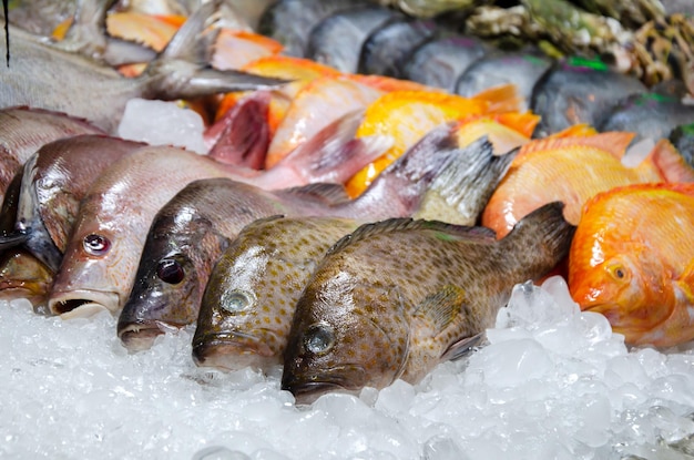 Peixe fresco no balcão de um restaurante de frutos do mar Diferentes tipos de frutos do mar são colocados no gelo