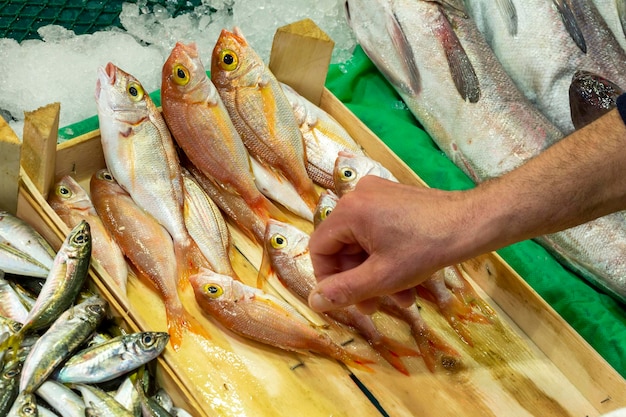 Peixe fresco no gelo no marketxa